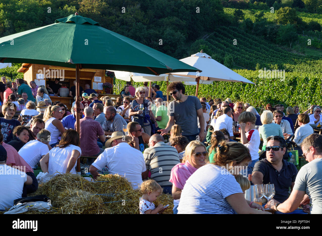 Gumpoldskirchen: vineyard, bar at festival "Genussmeile" along 1st Vienna water line hiking path, winegrowing enterprises with own bars, visitors, Wie Stock Photo