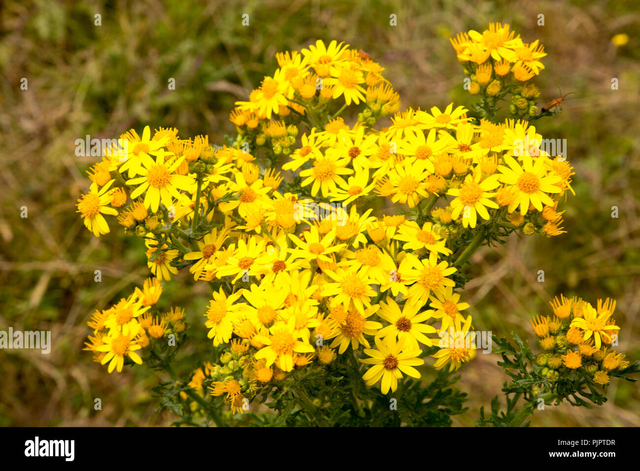 Yellow Common Ragwort flowers, Senecio jacobaea L., growing in Suffolk Sandlings, near Shottisham, Suffolk, England, UK Stock Photo