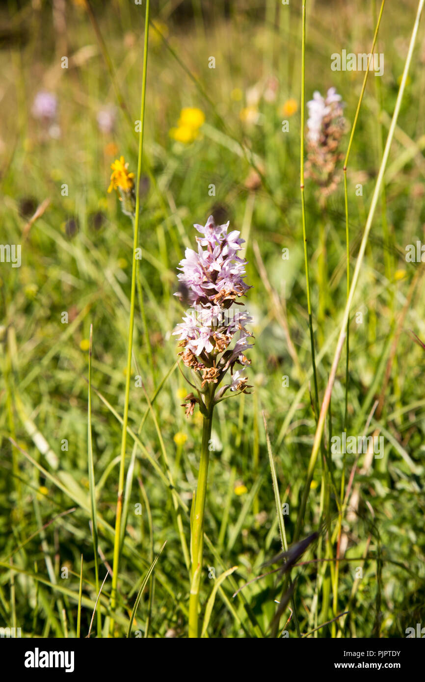 Purple pink lilac wildflower possibly an orchid chalk grassland, Cherhill Downs, Wiltshire, England, UK Stock Photo