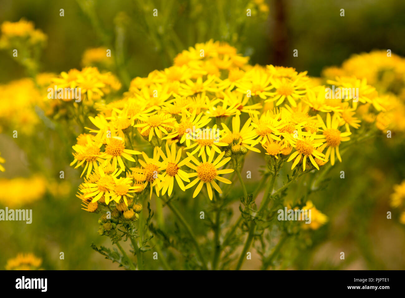 Yellow Common Ragwort Flowers Senecio Jacobaea L Growing In Suffolk Yellow Common Ragwort Flowers Senecio Jacobaea L Growing In Suffolk