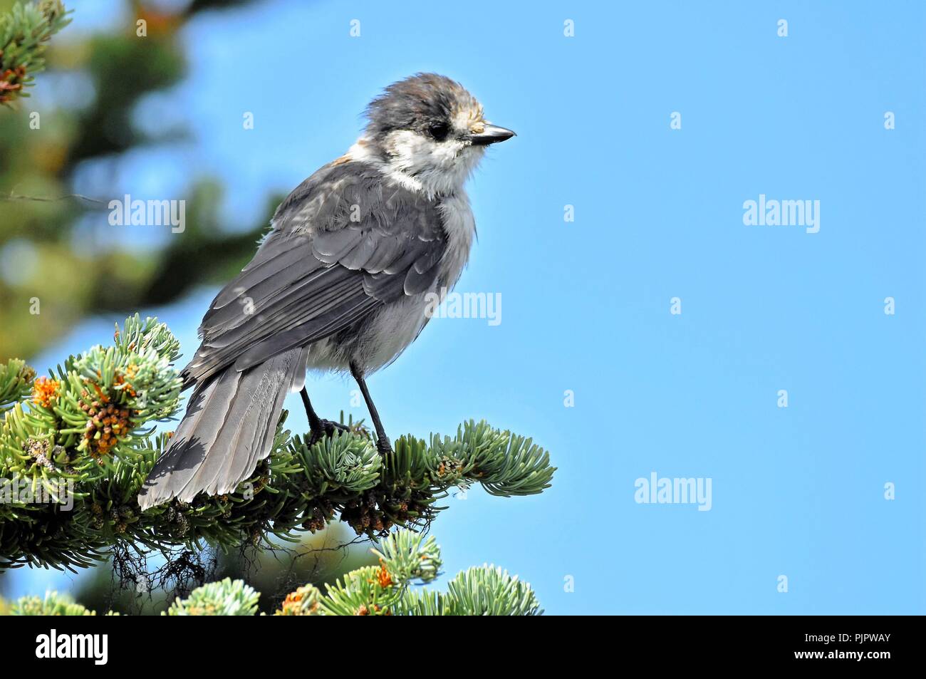 Whisky Jack perched on a fir tree in Whistler mountains. Stock Photo
