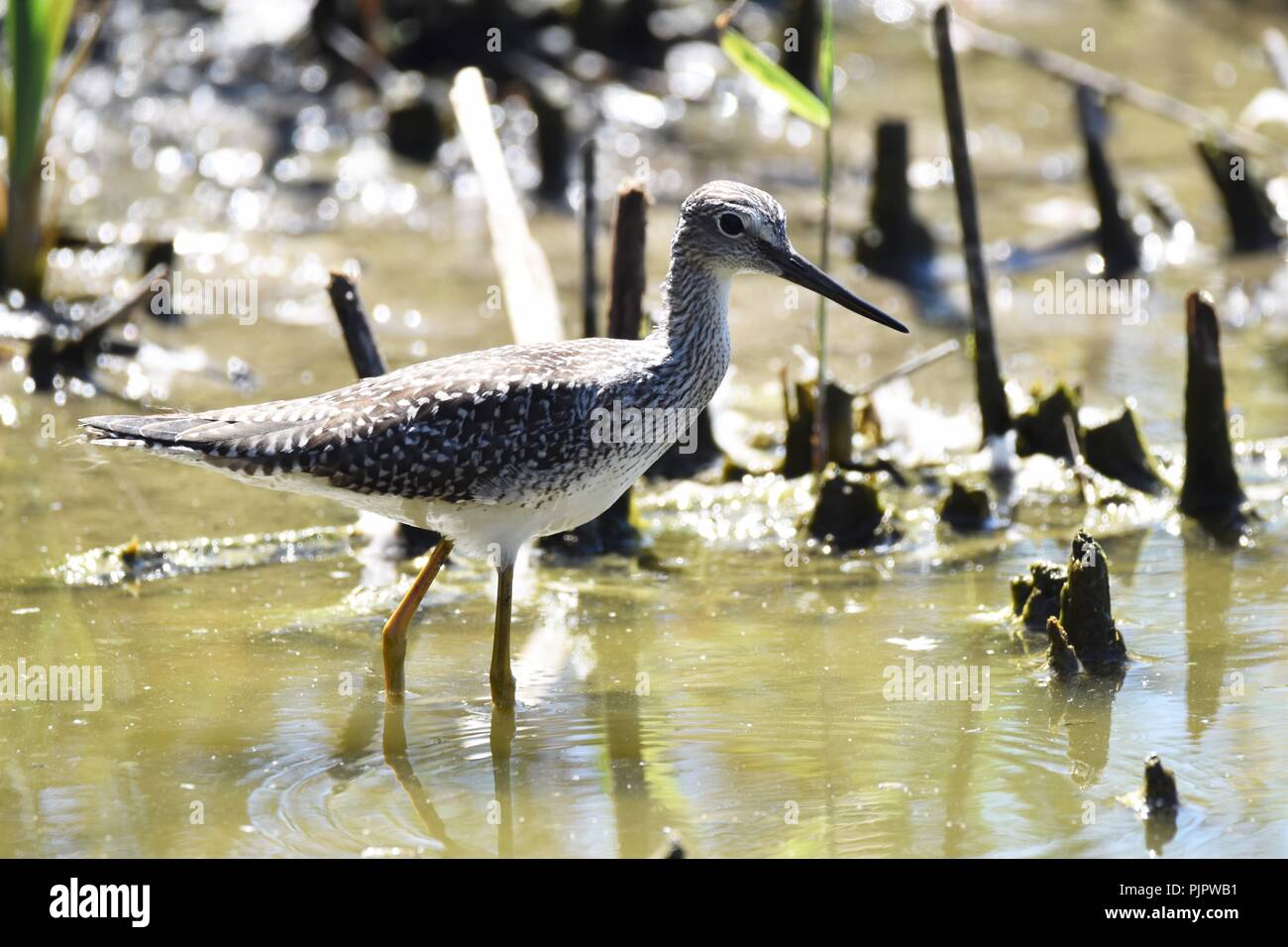 Pin sharp close up of a lesser yellow legs on the move. Stock Photo