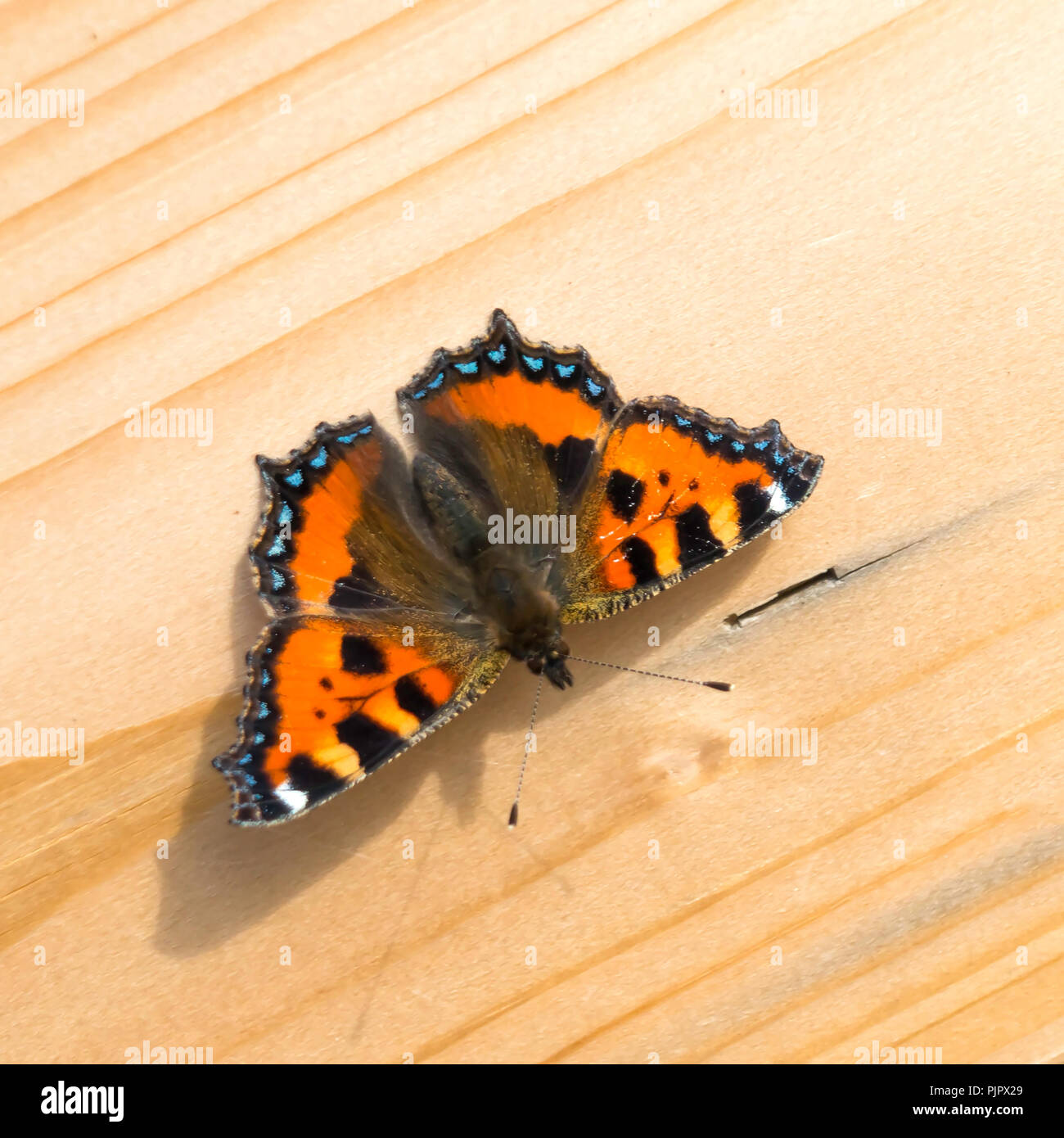 A small Tortoiseshell butterfly Aglais urticae resting on a wooden plank in early Autumn in North Yorkshire England UK Stock Photo