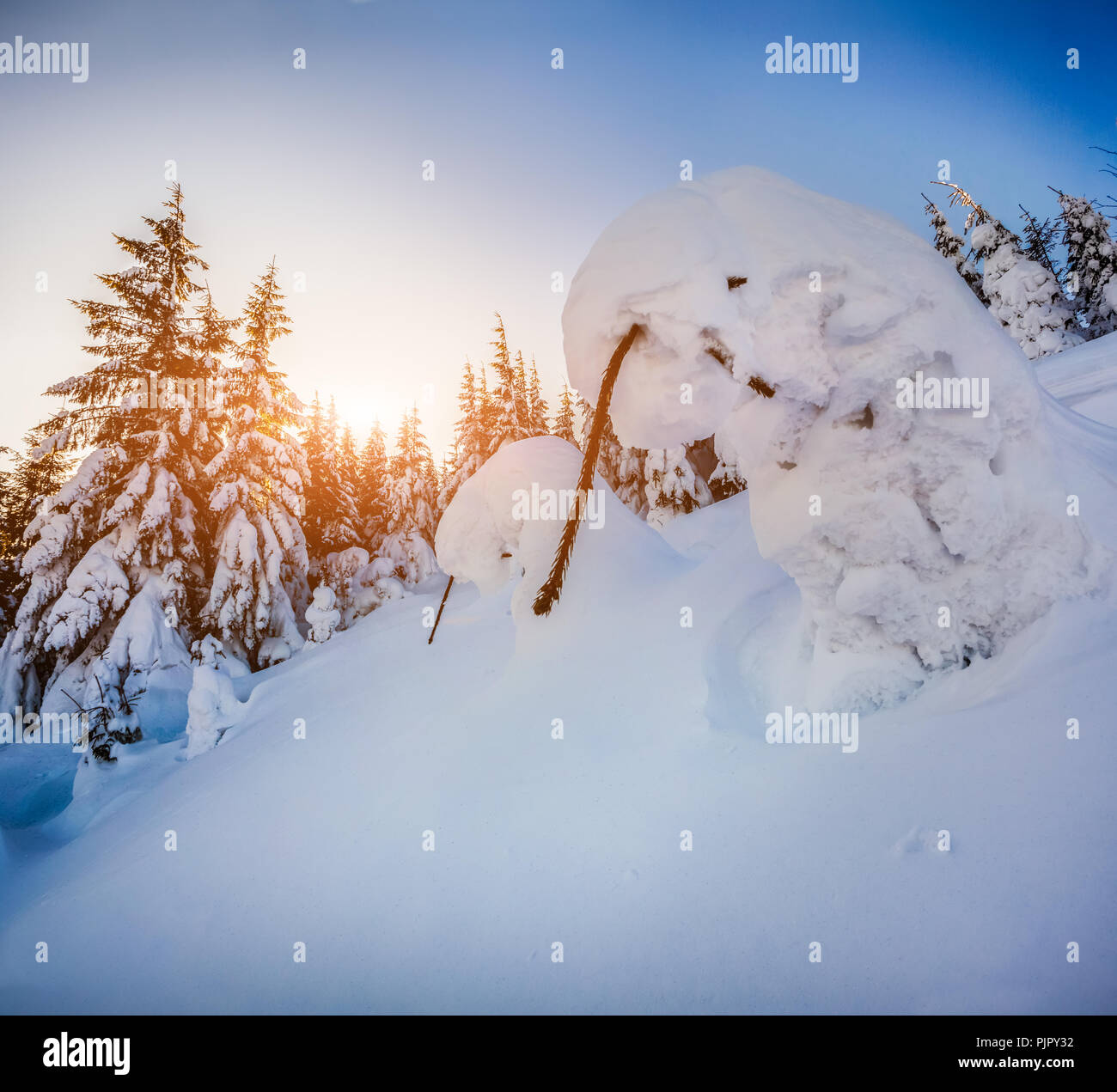 Snow-covered small fir-trees in the mountain forest at sunrise Stock Photo
