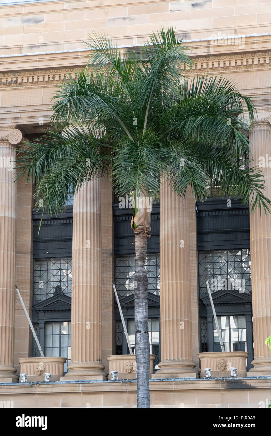 Palm tree in front of the columns of the town hall in Brisbane