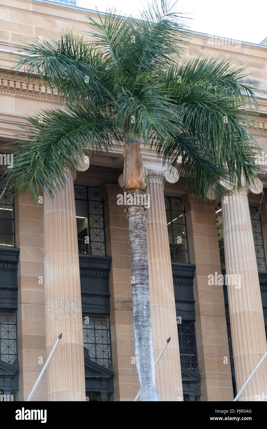 Palm tree in front of the town hall of Brisbane Stock Photo Alamy