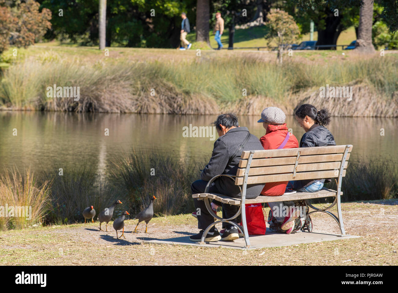 Three Asian people sitting on a park bench near native Moorhen (Gallinula) or Swamp hens or Marsh Hens in Centennial Park, Sydney Australia Stock Photo