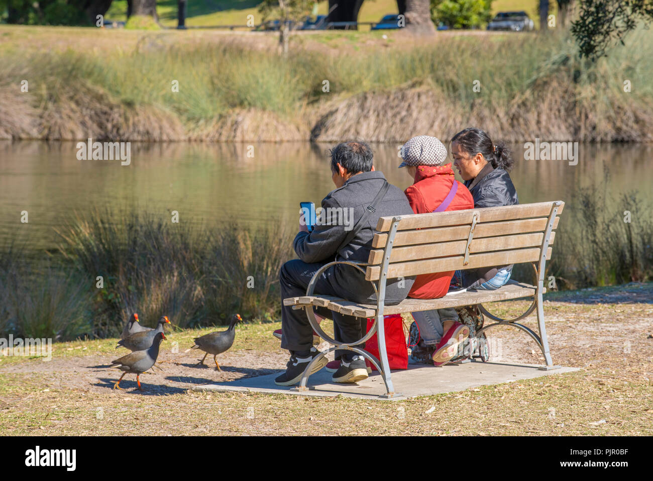 An older Asian man using a phone to photograph native Moorhens (Gallinula) or Swamp hens or Marsh Hens in Centennial Park, Sydney Australia Stock Photo