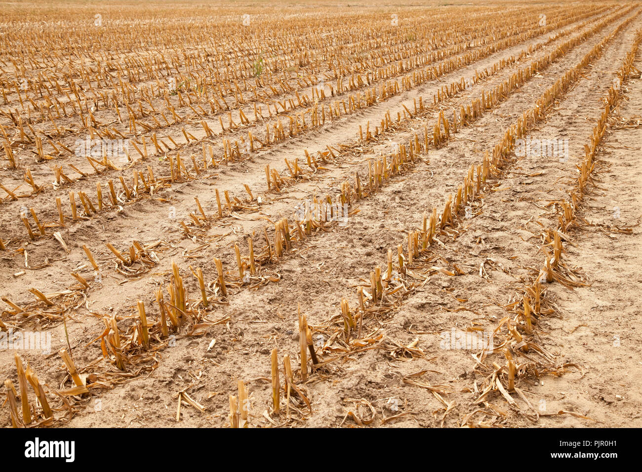 stubble or field after harvest, rural autumnal landscape Stock Photo ...