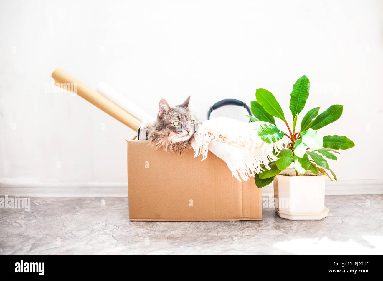 Things To Move A Cat In A Box A Flower In A Pot Garage Sale And