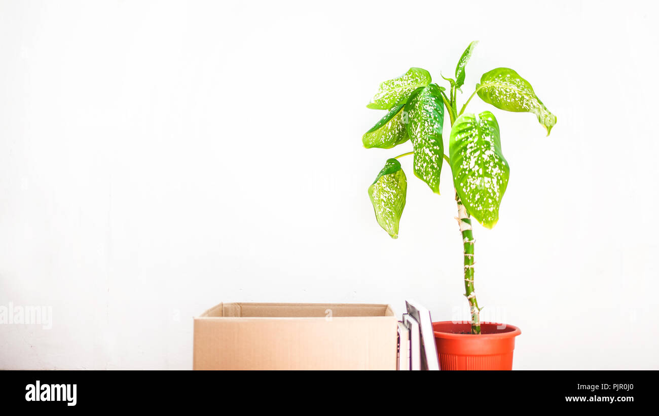 Boxes For Moving Flower In A Pot On A White Background Garage