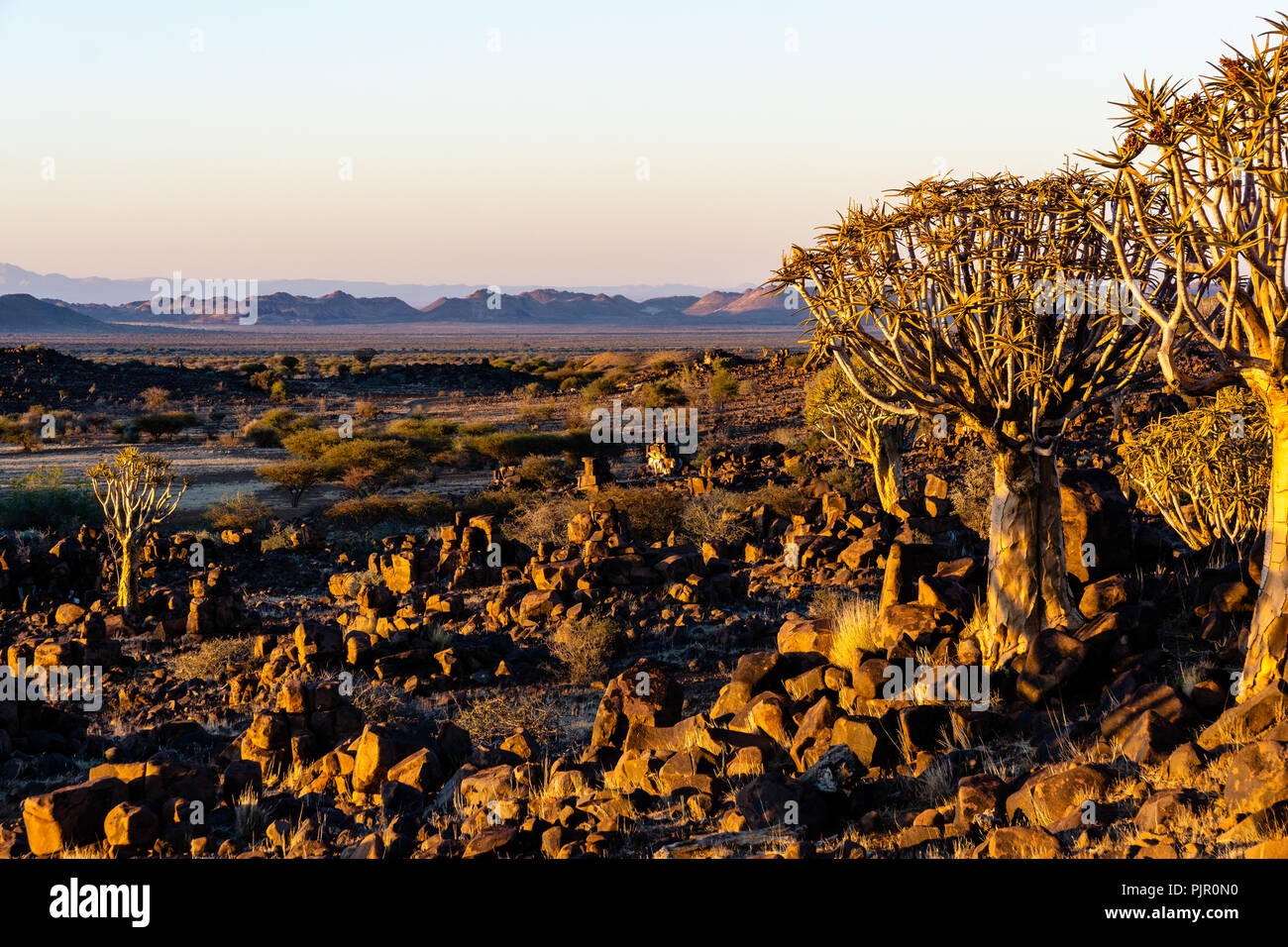 quivertrees desert landscape sunrise early morning Stock Photo