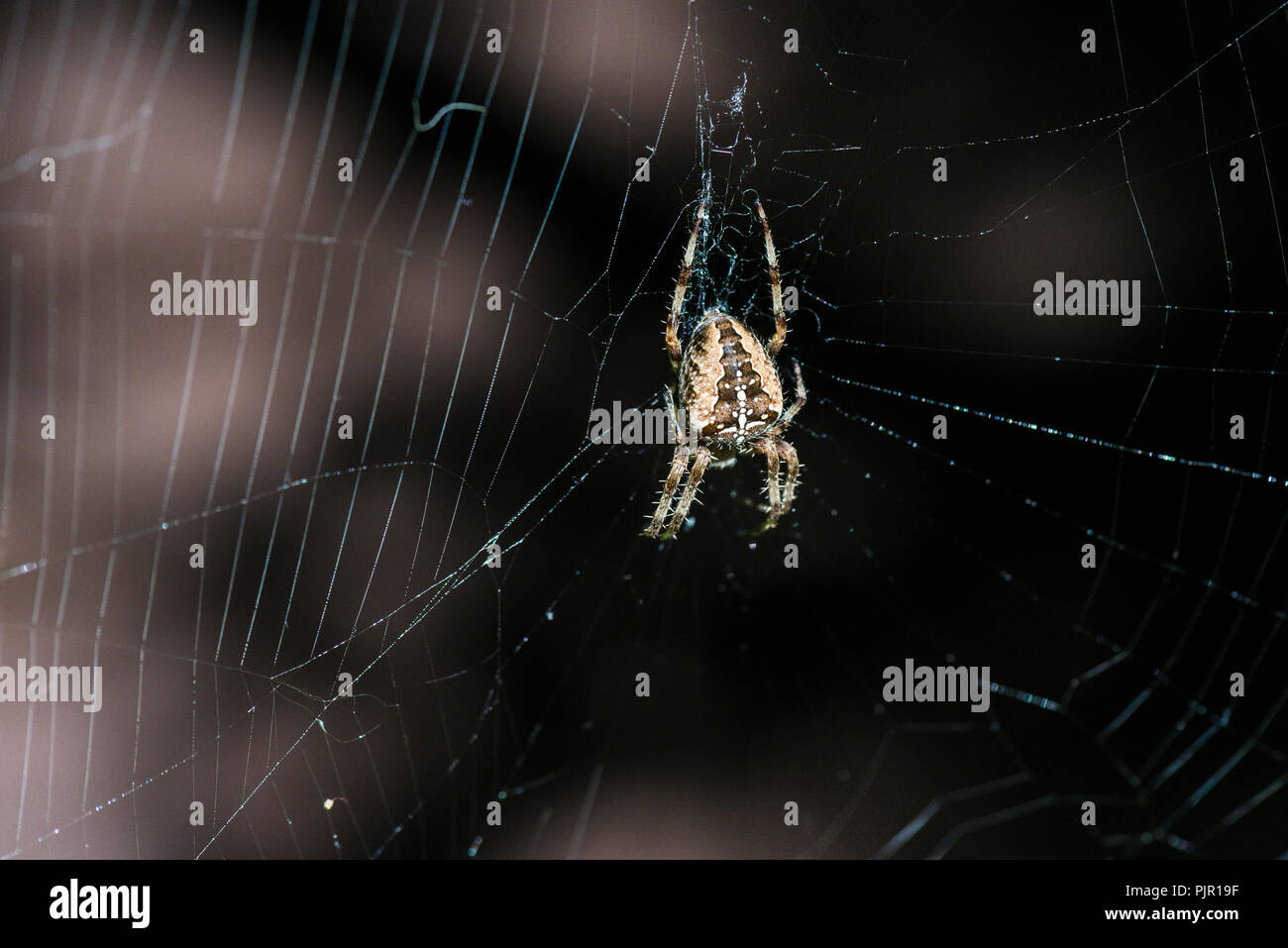 A garden spider (Araneus diadematus) in its web Stock Photo - Alamy