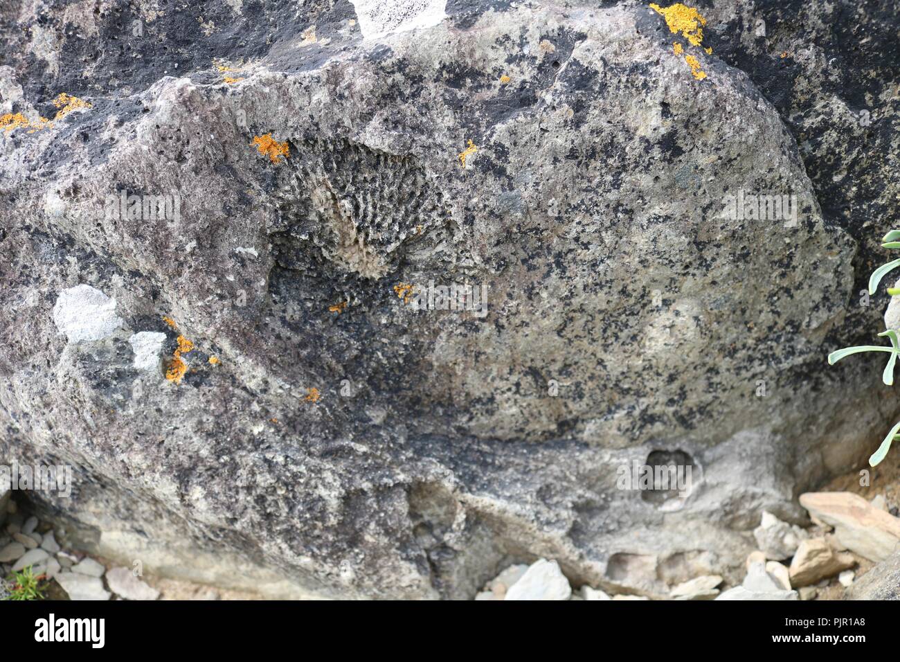 Tabulate coral fossil at Ferriter's cove Stock Photo - Alamy