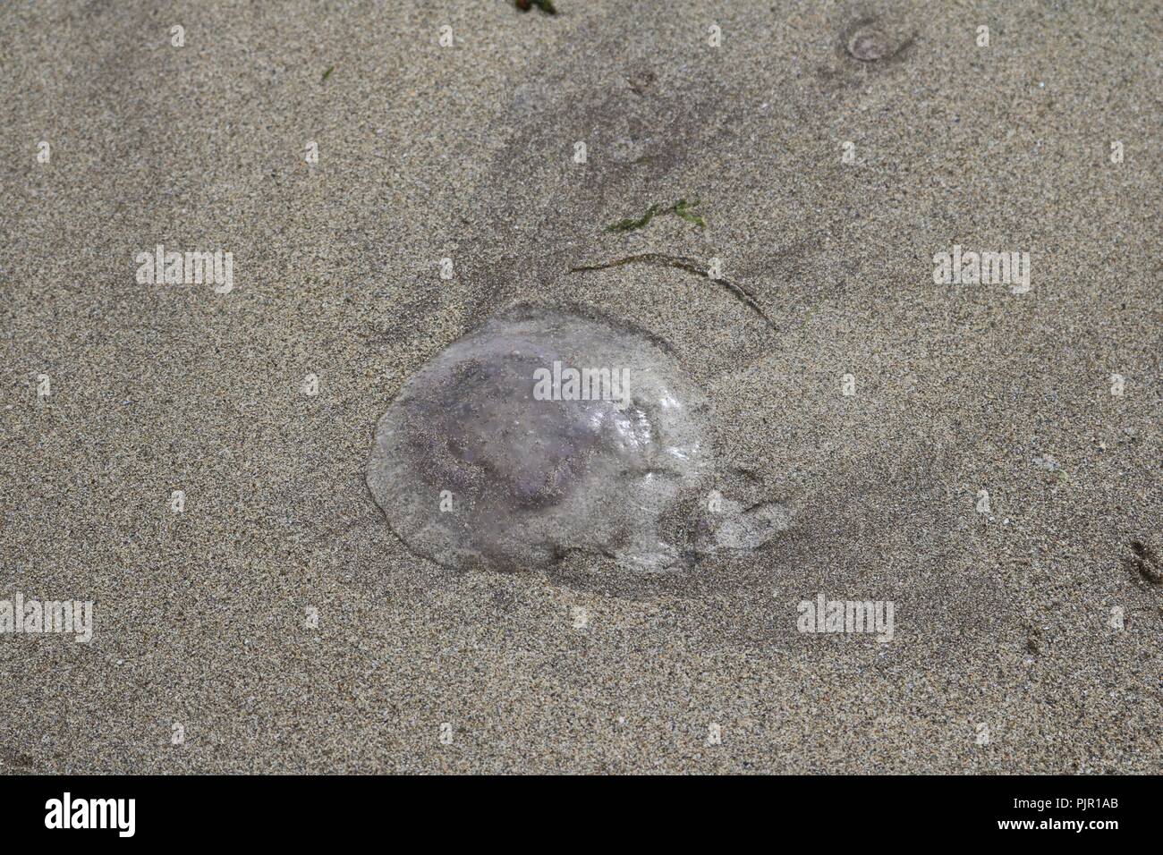 Moon jellyfish washed up on beach Stock Photo