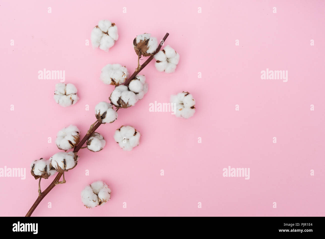 Raw cotton branch Stock Photo Alamy