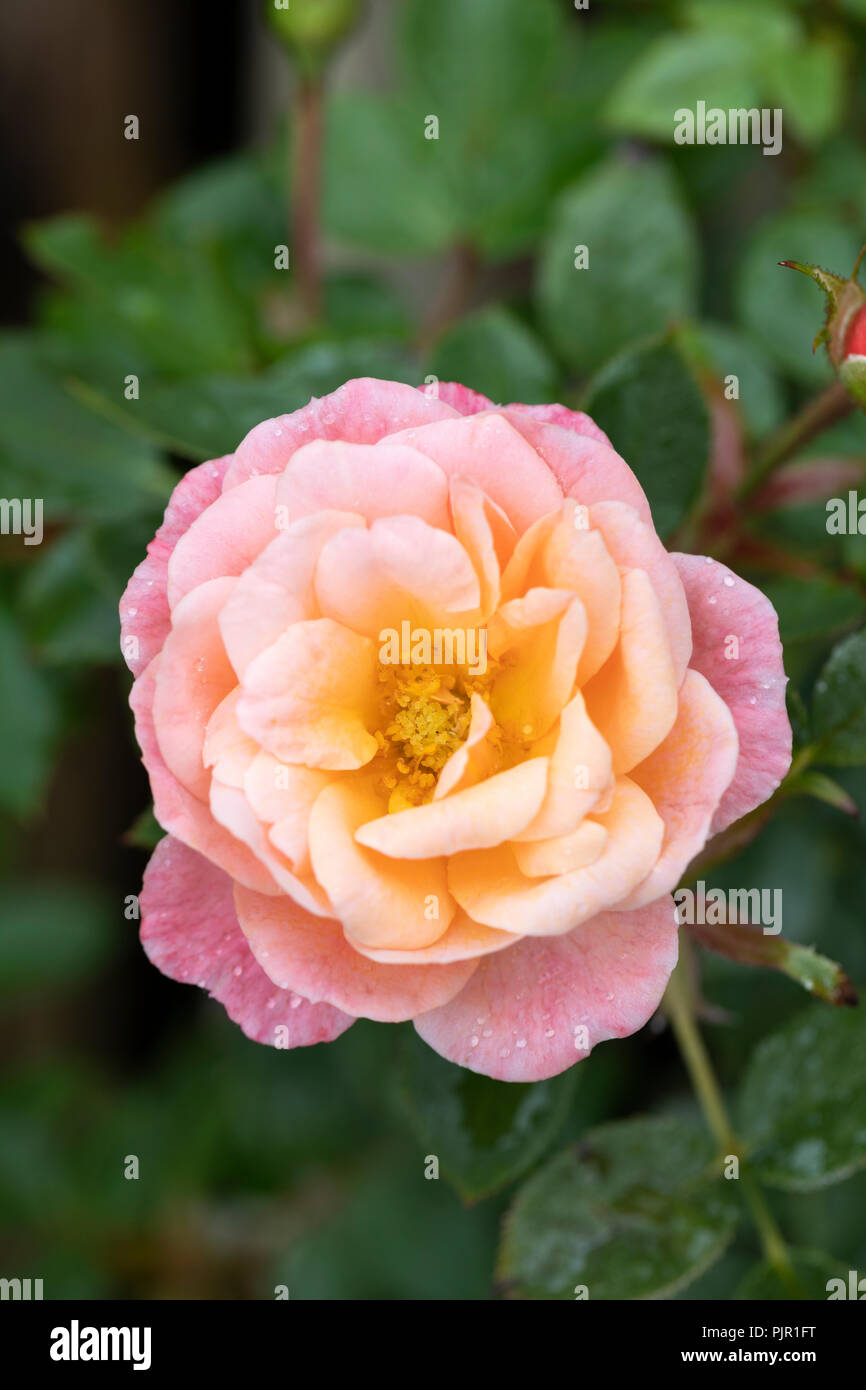 Miniature rose bush hi-res stock photography and images - Alamy