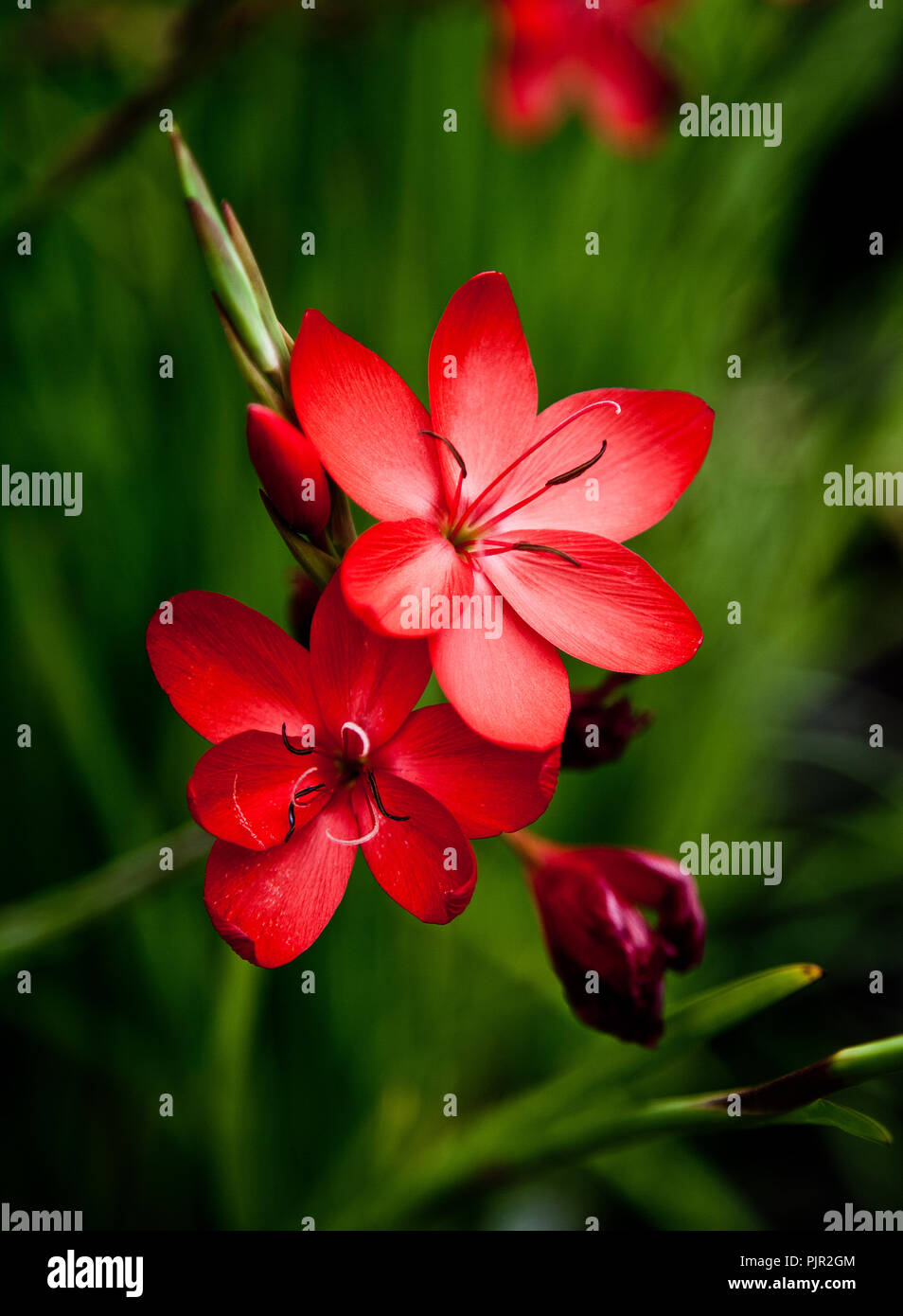 Crimson Flag Lily Stock Photo
