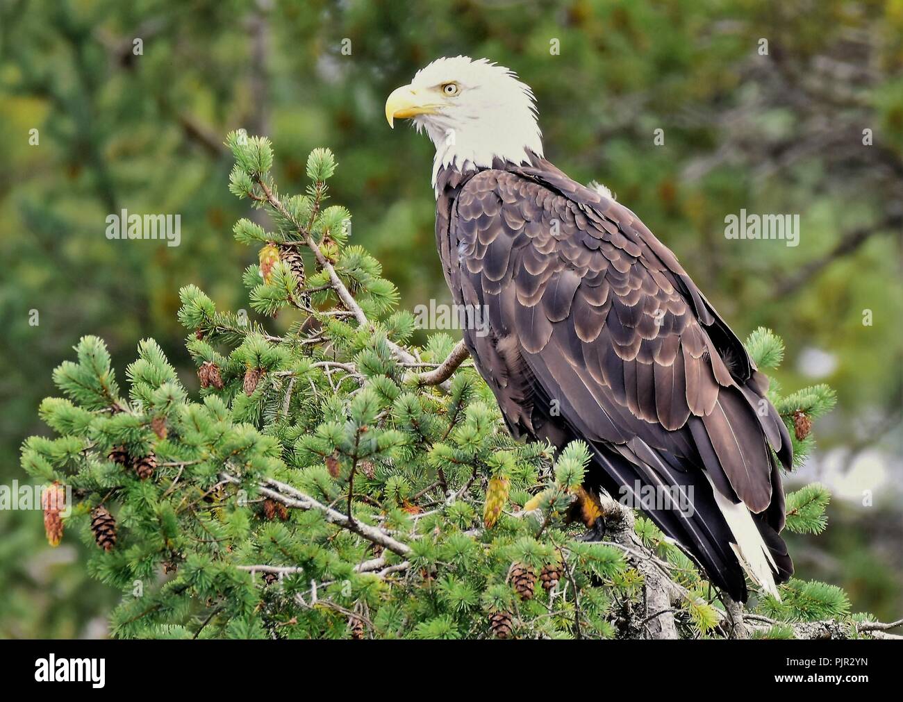 Adult Bald headed eagle at Quadra Island, off Vancouver Island, British Columbia, Canada. Stock Photo