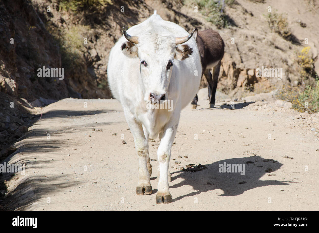 White cow walking on the trail of the mountains in Marcahuasi Stock Photo