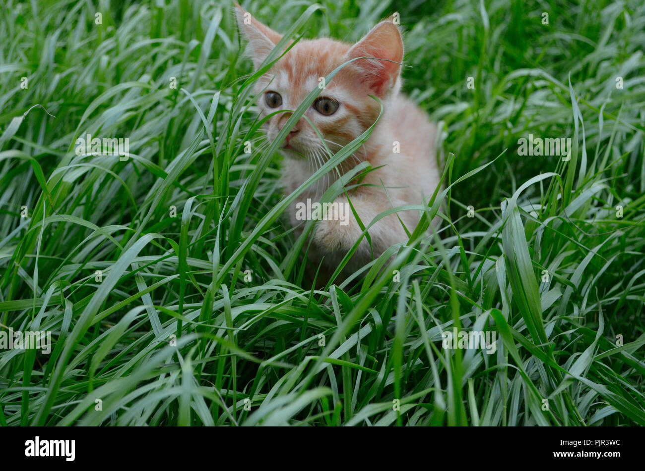 Orange fluffy kitten hiding in the green grass on a summer day. Looks round big big eyes forward Stock Photo