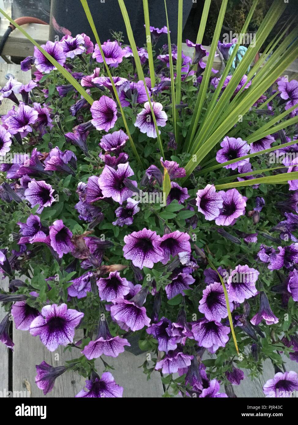 Purple Blooms Stock Photo