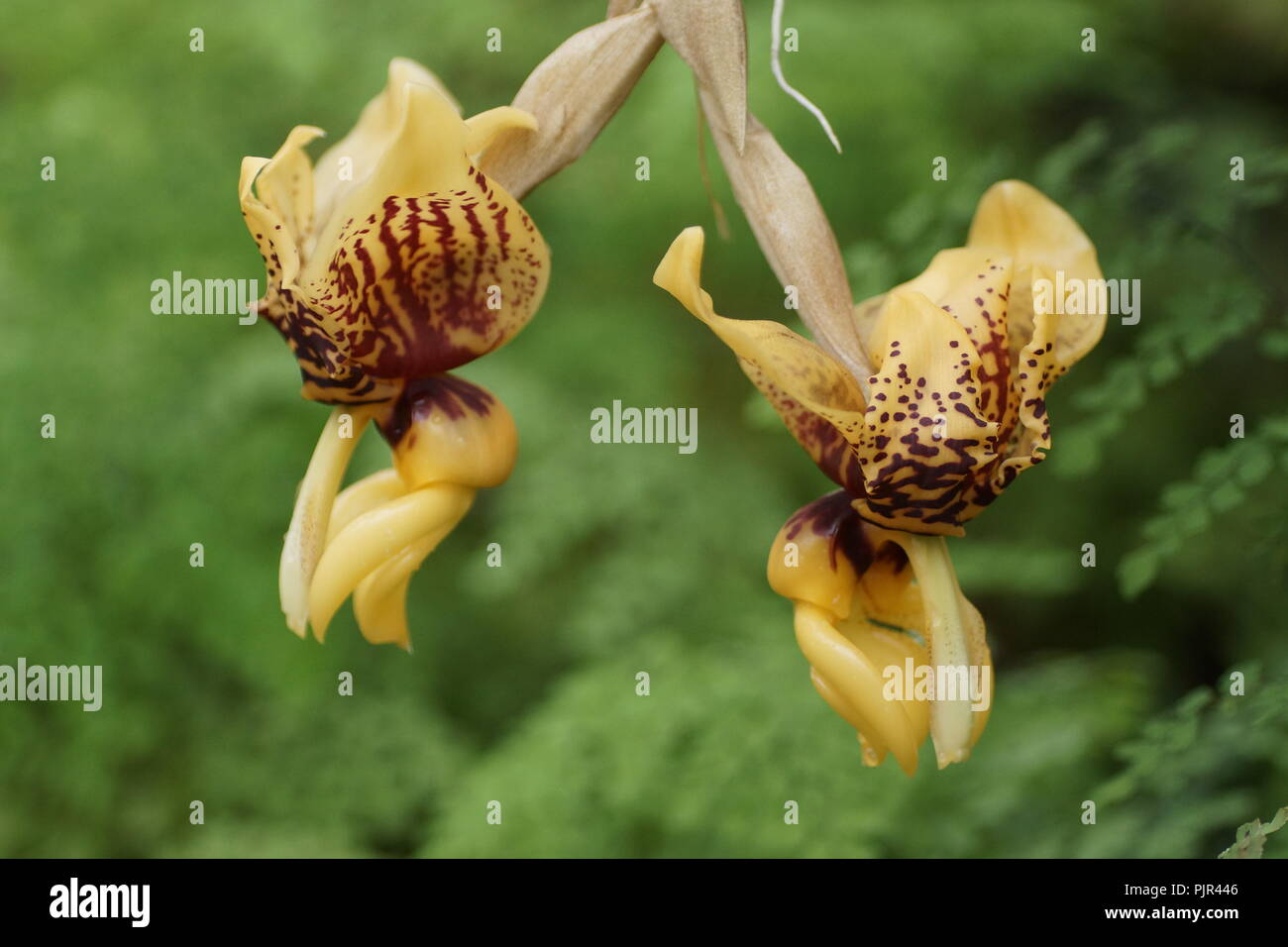 Stanhopea hybrid Stock Photo