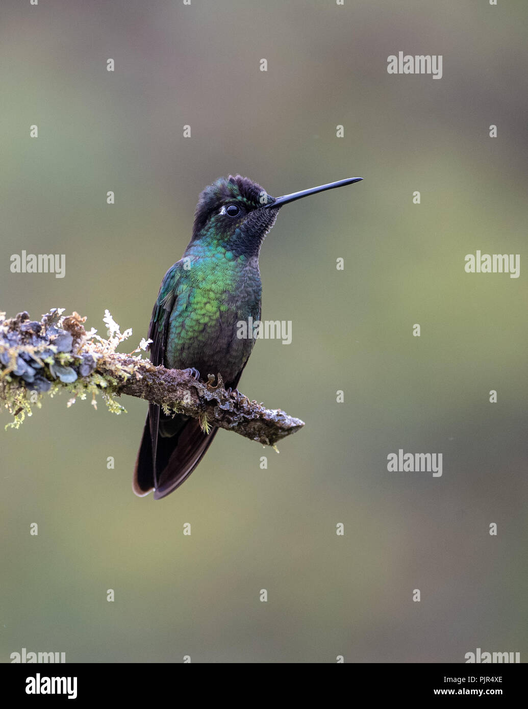 Fiery-throated hummingbird (Panterpe insignis) in Costa Rica Stock Photo