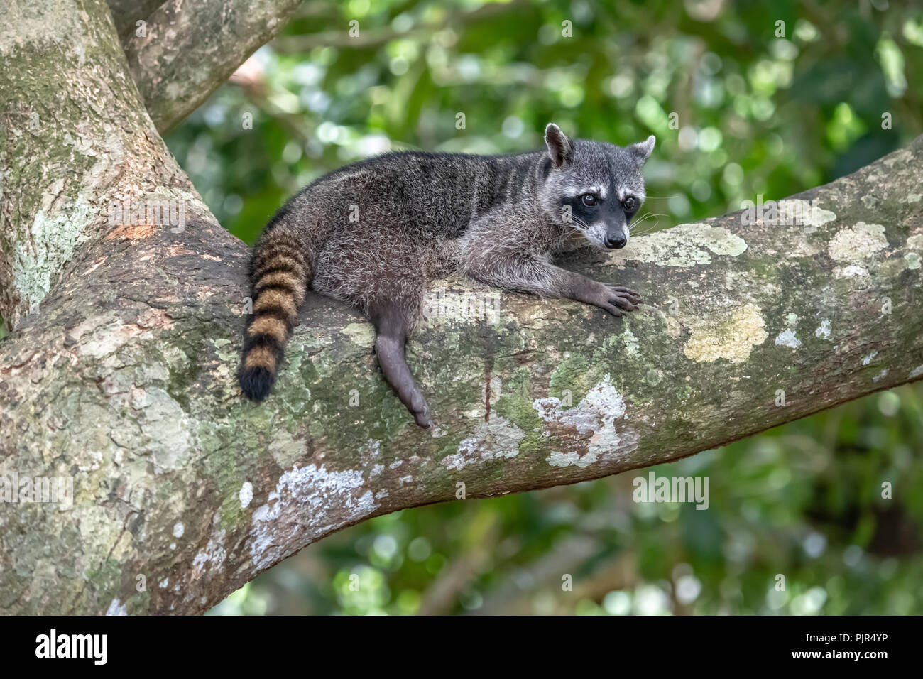 Common racoon hi-res stock photography and images - Alamy