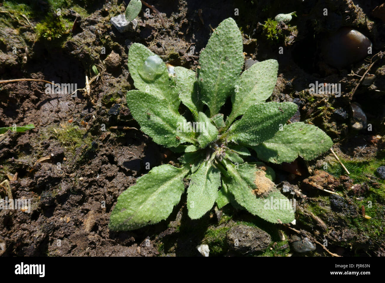 Leaf rosette of a young shepherd's purse, Capsella bursa-pastoris, plant on waste ground, Berkshire, March Stock Photo