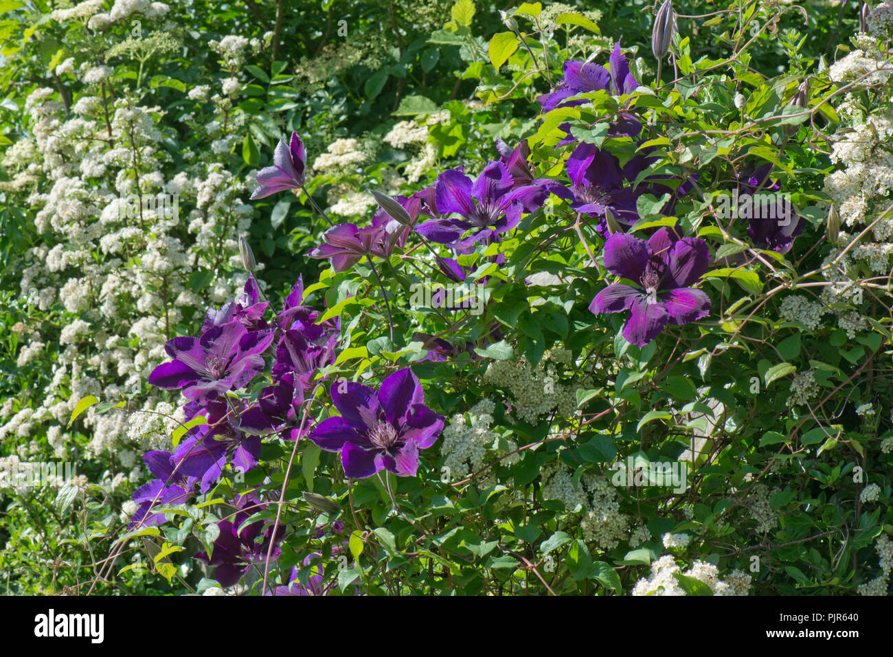 Clematis 'Gypsy Queen' a large late-flowered pruning group 3 blue climber among Pyracantha, June Stock Photo