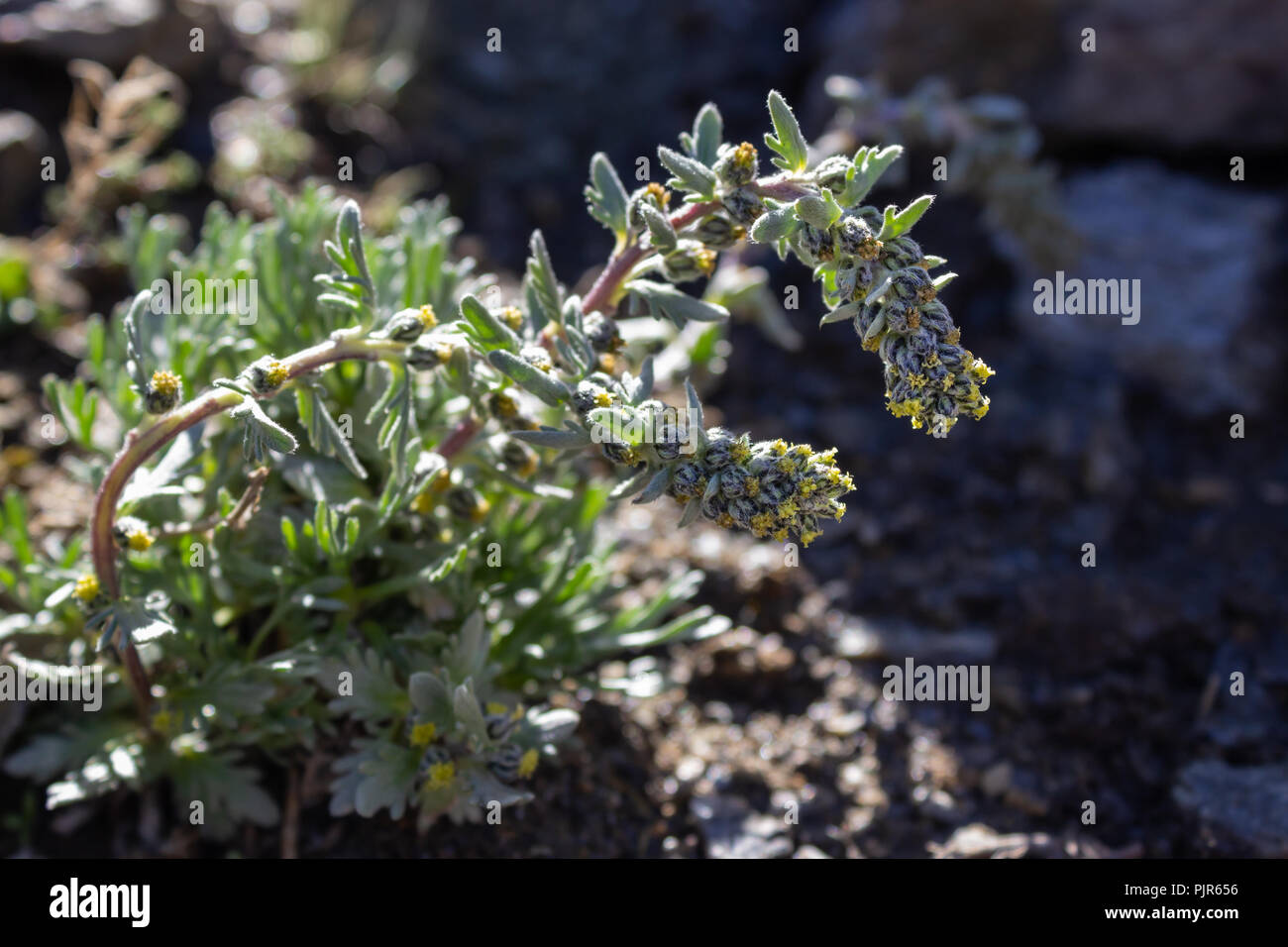 Backlit shot of alpine wild  flower Artemisia Genipi Weber (Artemisia Spicata) . This plant is the basis of the tonic liquor Genepi. Stock Photo