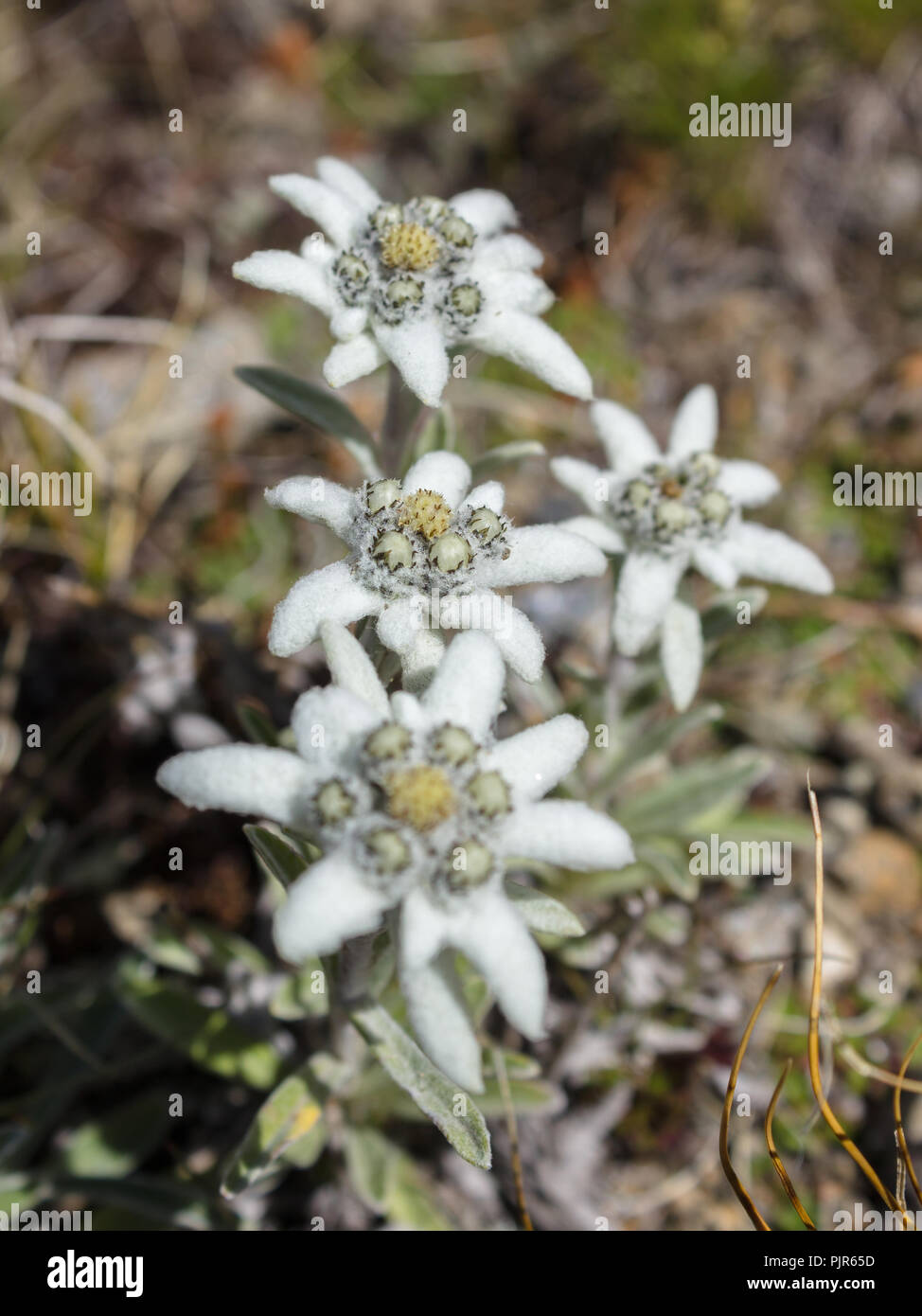 Alpine flower, Leontopodium alpinum (Edelweiss), Aosta valley, Italy. Selective focus. Stock Photo