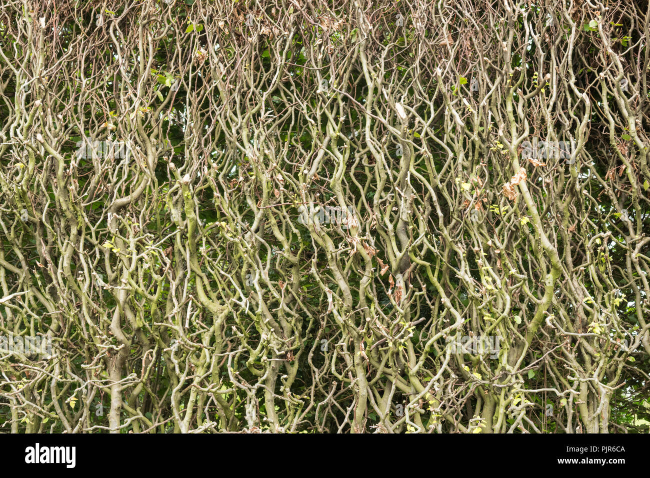 Beech hedge  - fagus sylvatica - cut back hard in summer to reduce thickness - uk Stock Photo