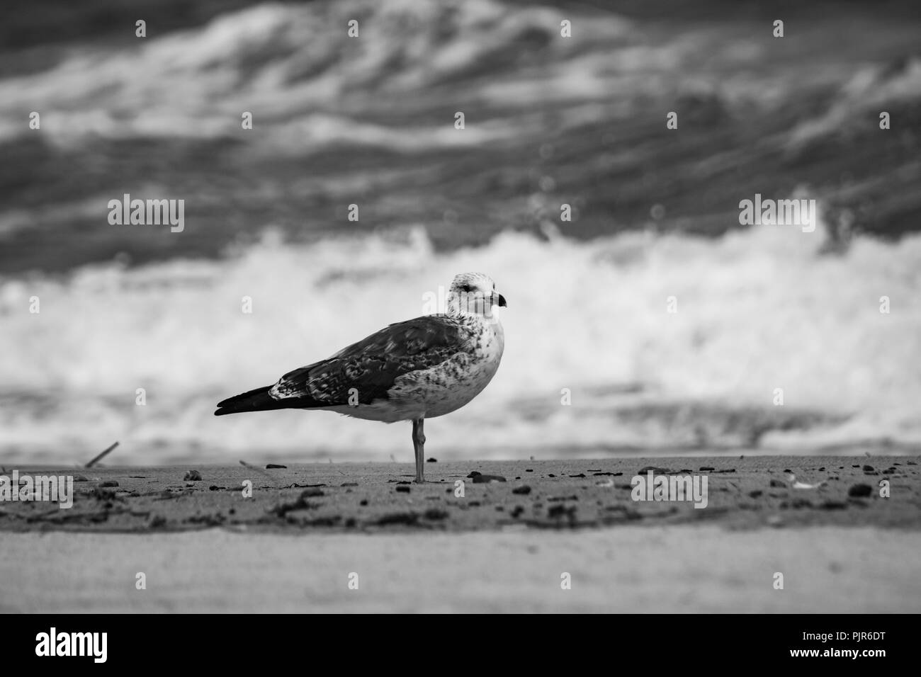Bye bye birdie hi-res stock photography and images - Alamy