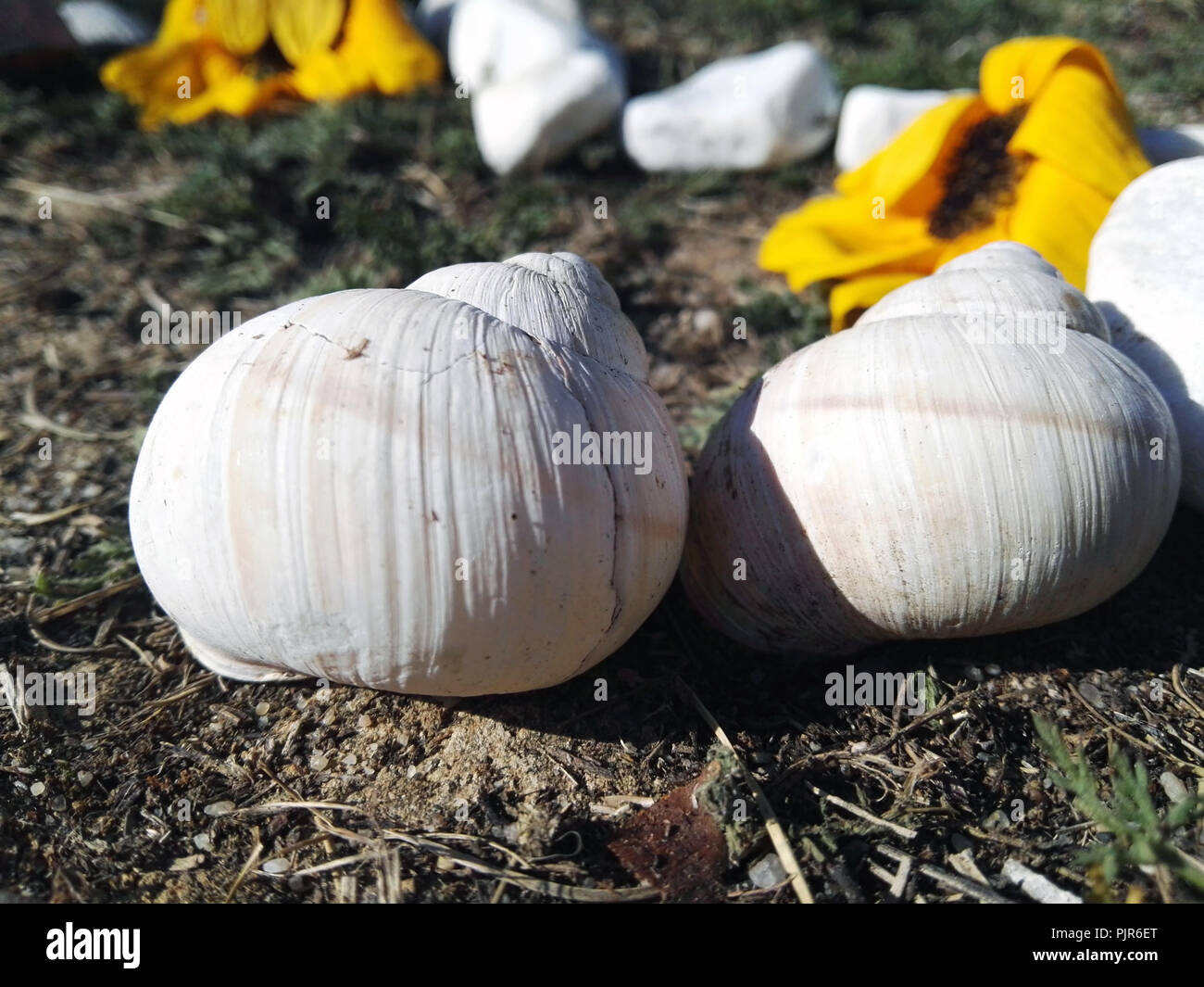two white snail shells Stock Photo
