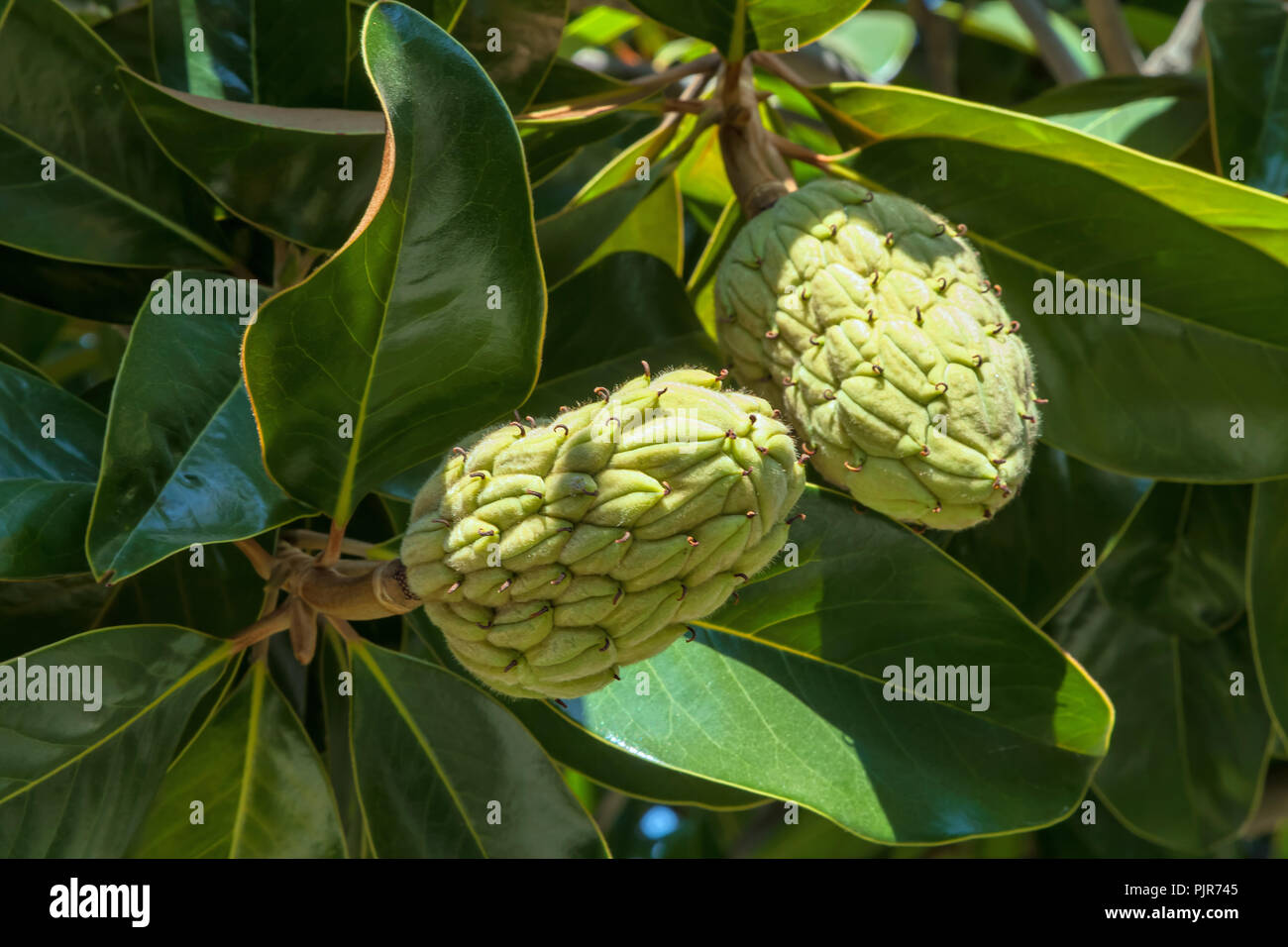 Southern magnolia fruit, San Francisco, California, United States Stock Photo