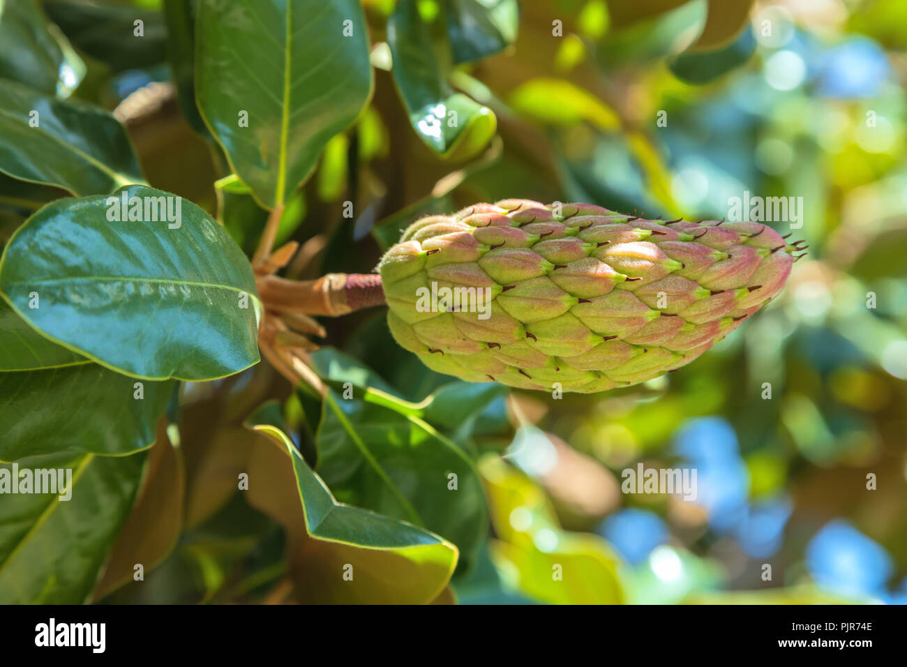 Southern magnolia fruit, San Francisco, California, United States Stock Photo
