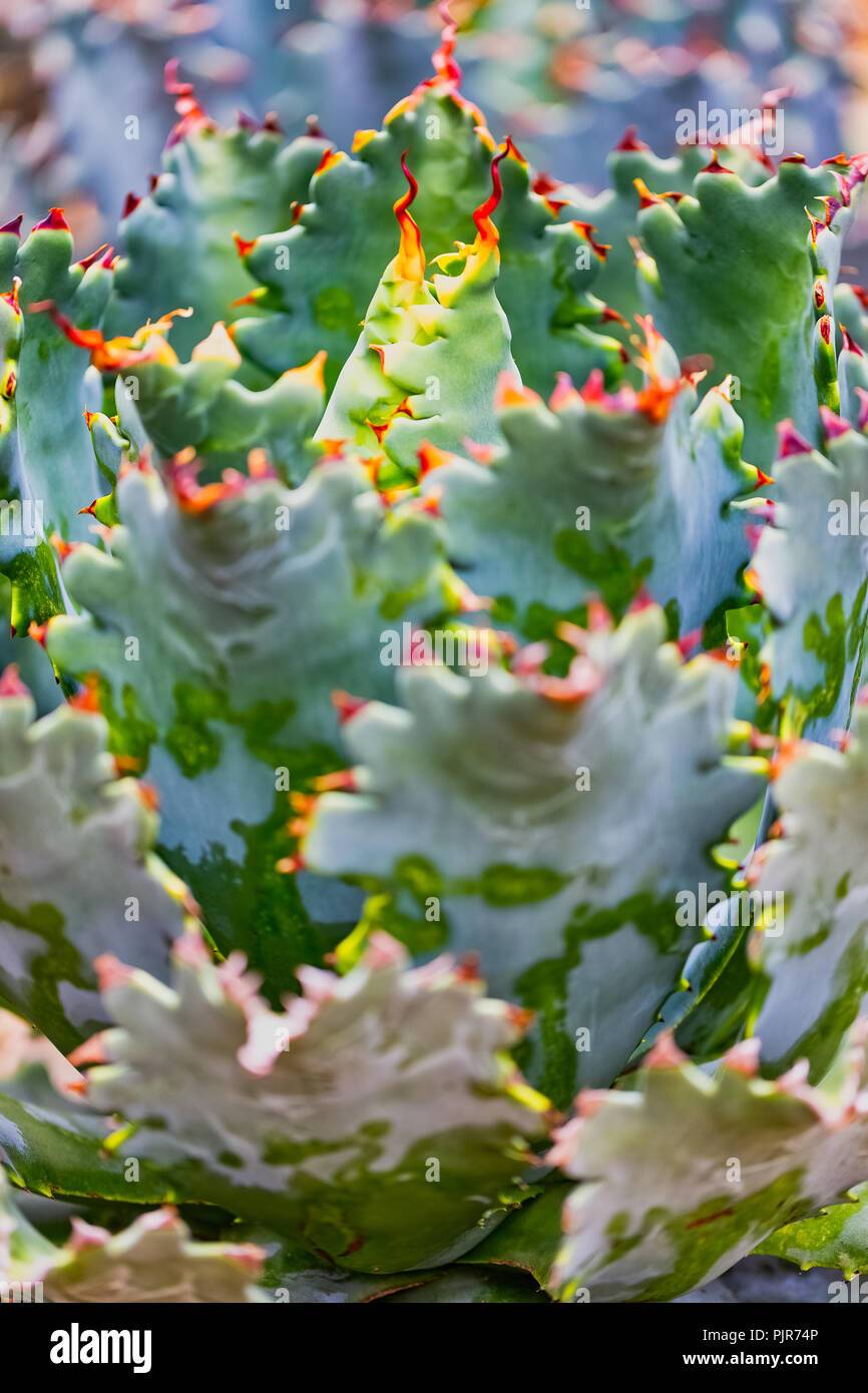 desert succulent plants Stock Photo