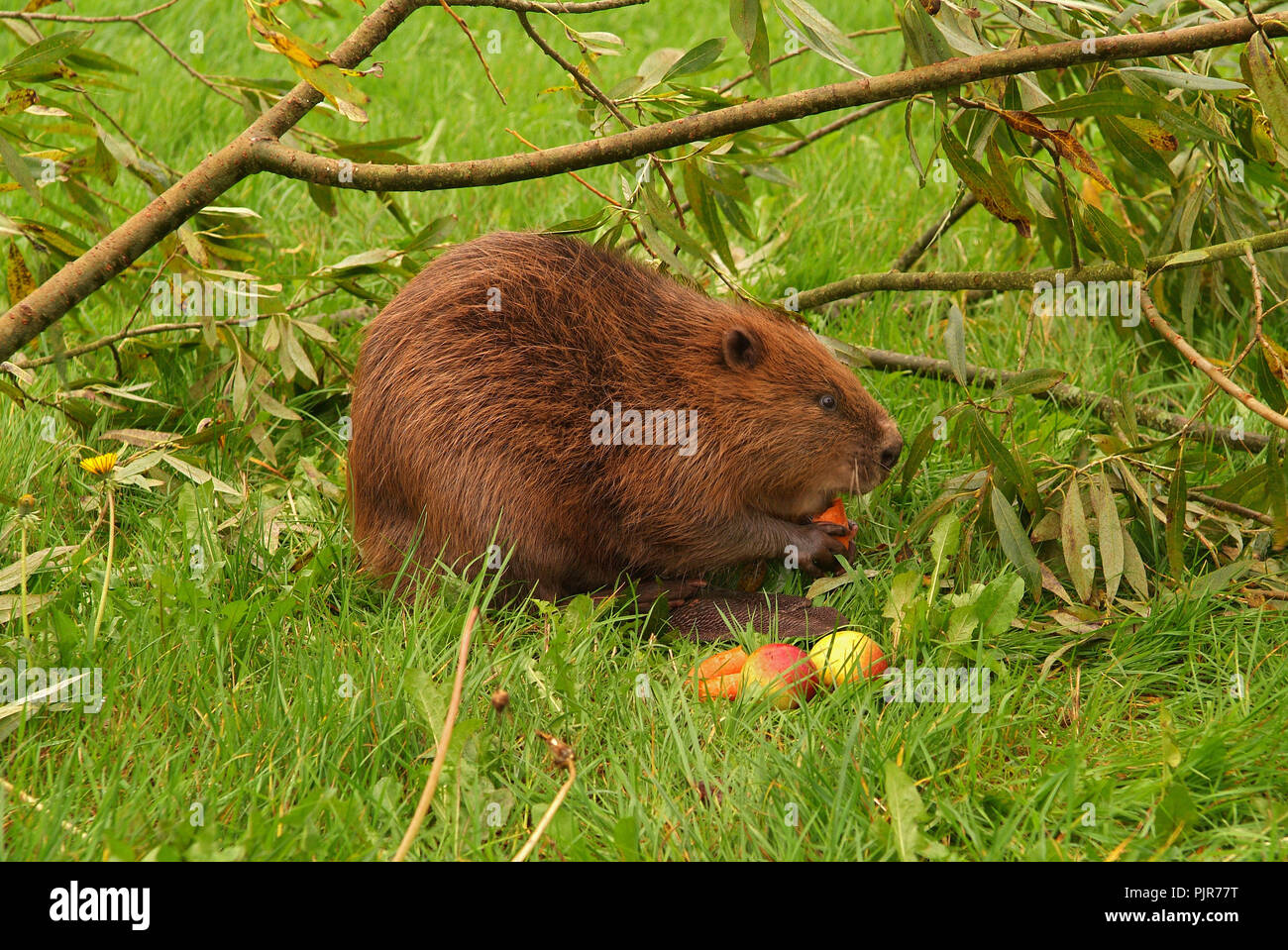 EVA the Eurasian Beaver (Castor Fiber) at Escot Country Park, Devonshire, UK Stock Photo