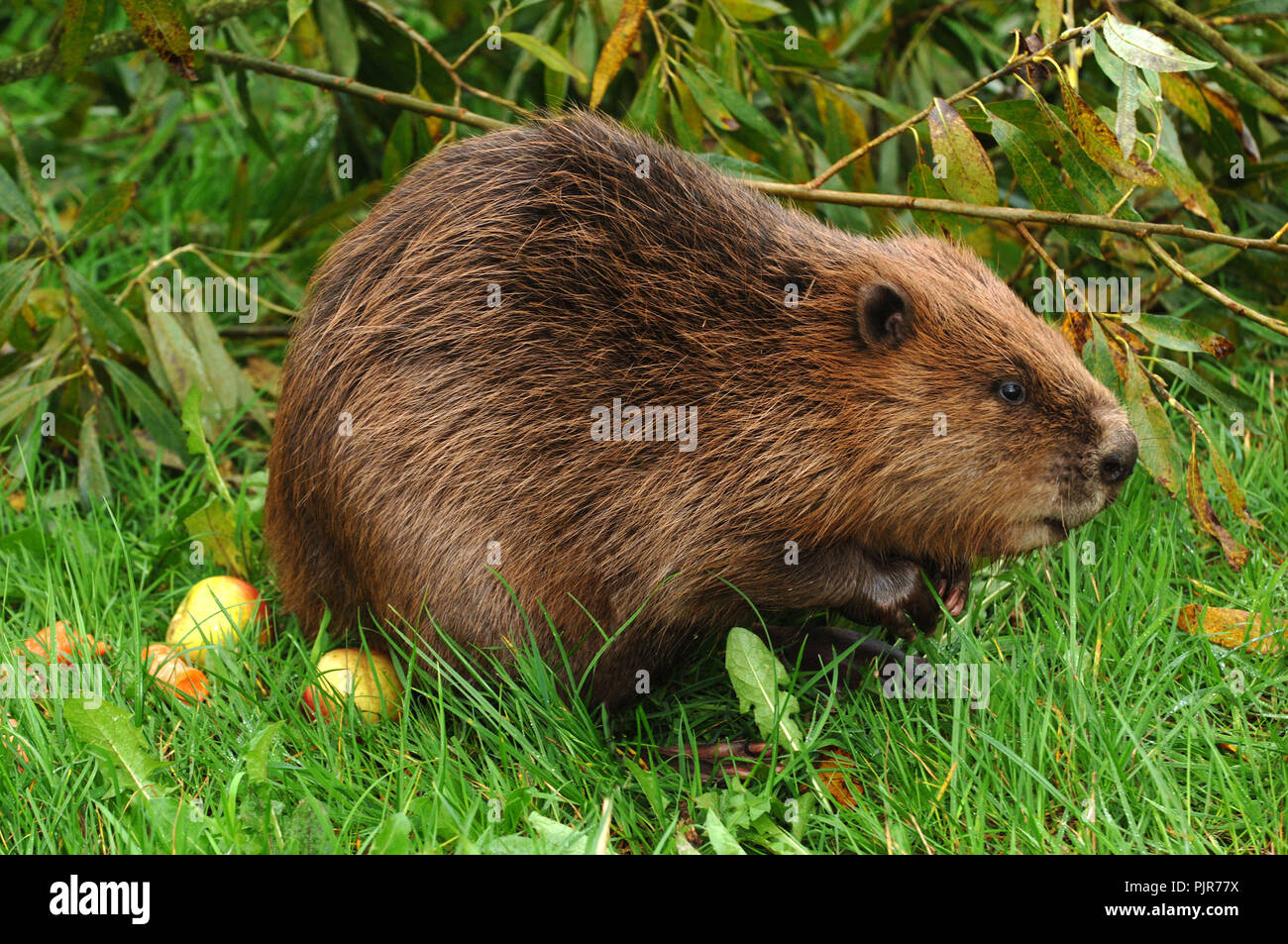 EVA the Eurasian Beaver (Castor Fiber) at Escot Country Park, Devonshire, UK Stock Photo