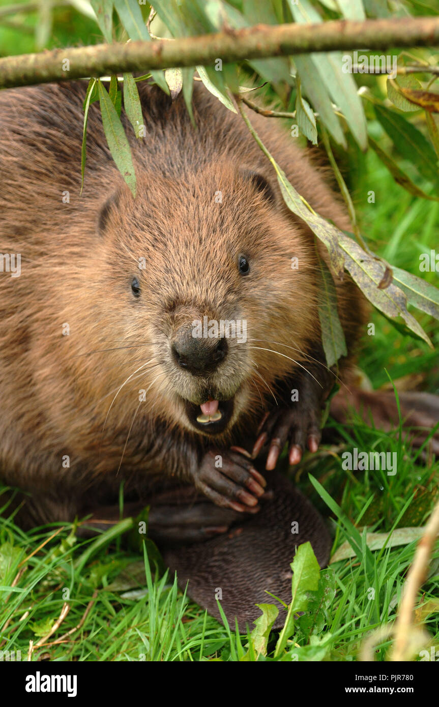 EVA the Eurasian Beaver (Castor Fiber) at Escot Country Park, Devonshire, UK Stock Photo
