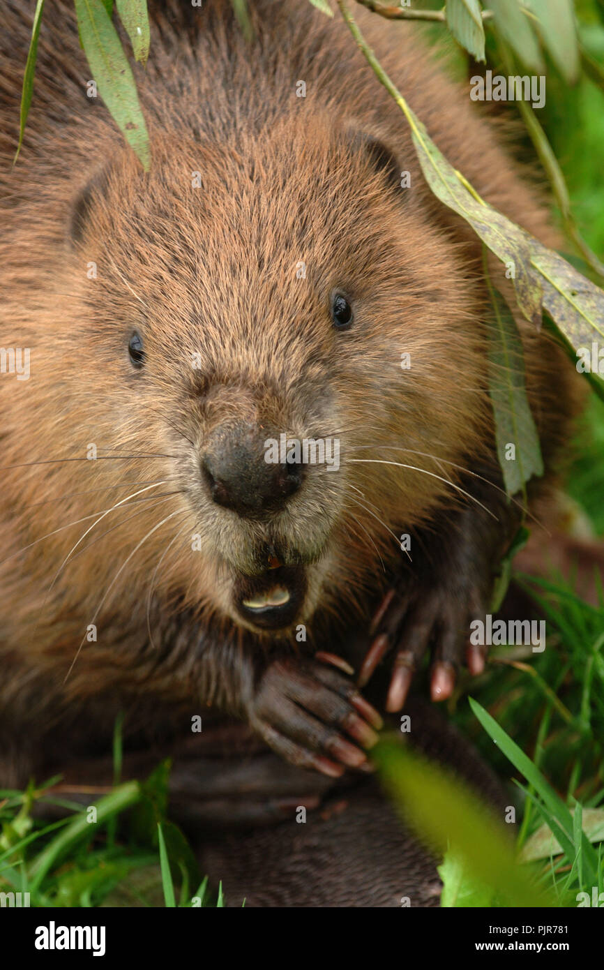 EVA the Eurasian Beaver (Castor Fiber) at Escot Country Park, Devonshire, UK Stock Photo
