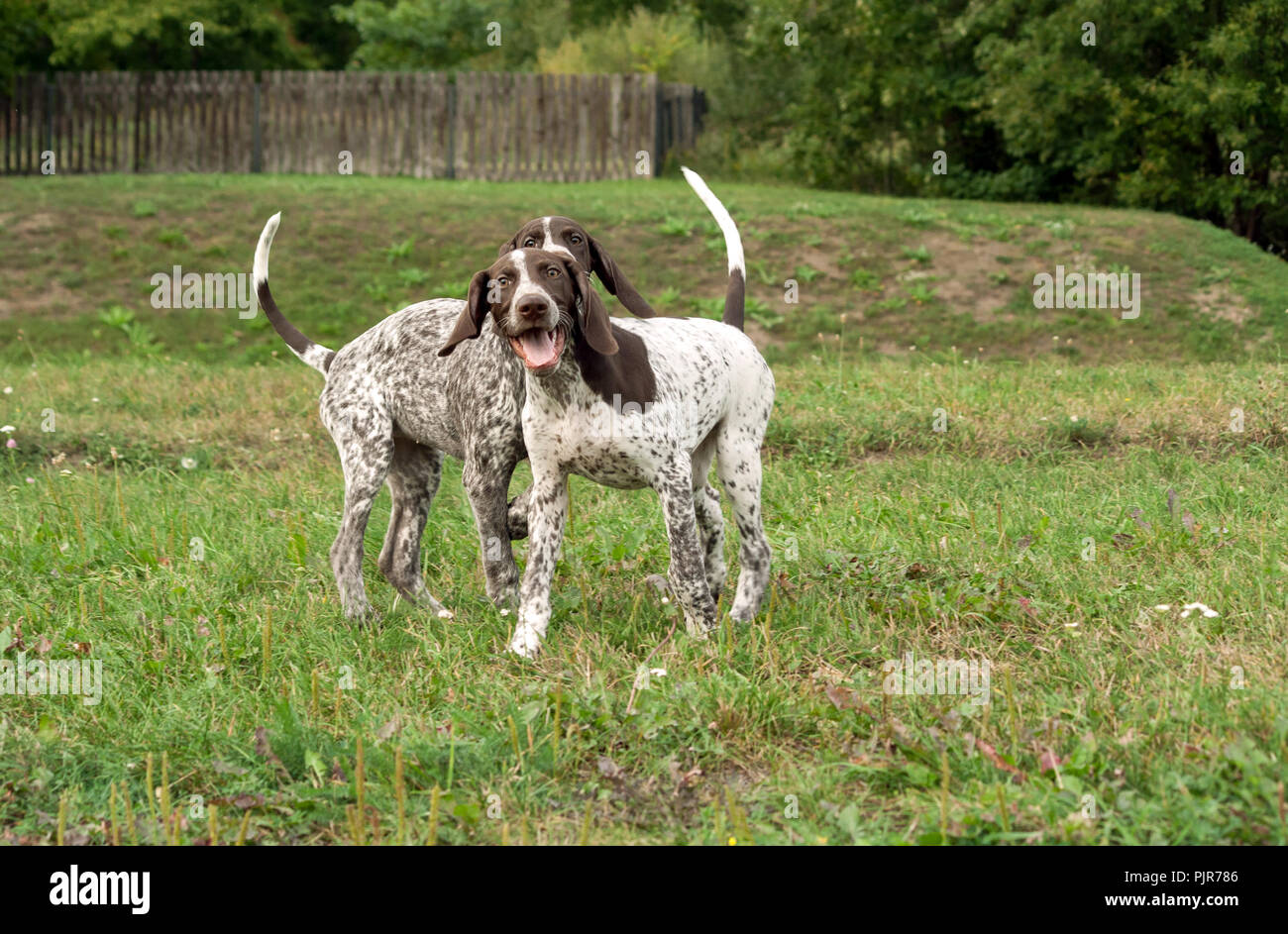 german shorthaired pointer, german kurtshaar two puppies age three months standing on the grass, silly face, funny animals, Stock Photo