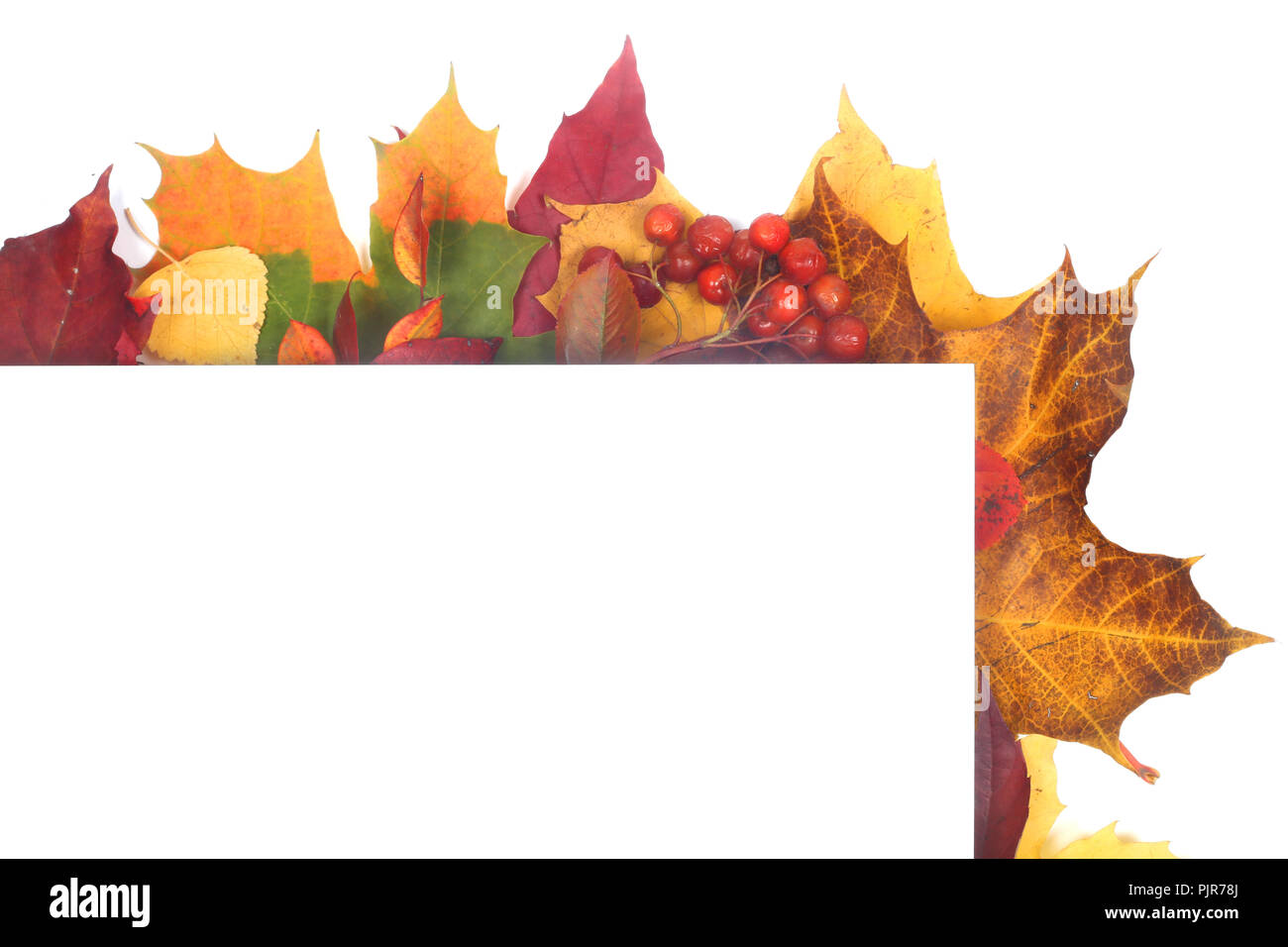 Autumn leaves frame with white paper isolated on white background Stock ...