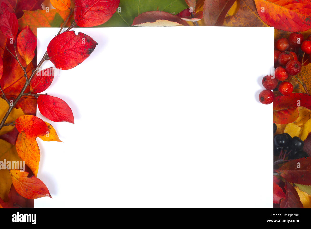 Autumn leaves frame with white paper isolated on white background Stock ...