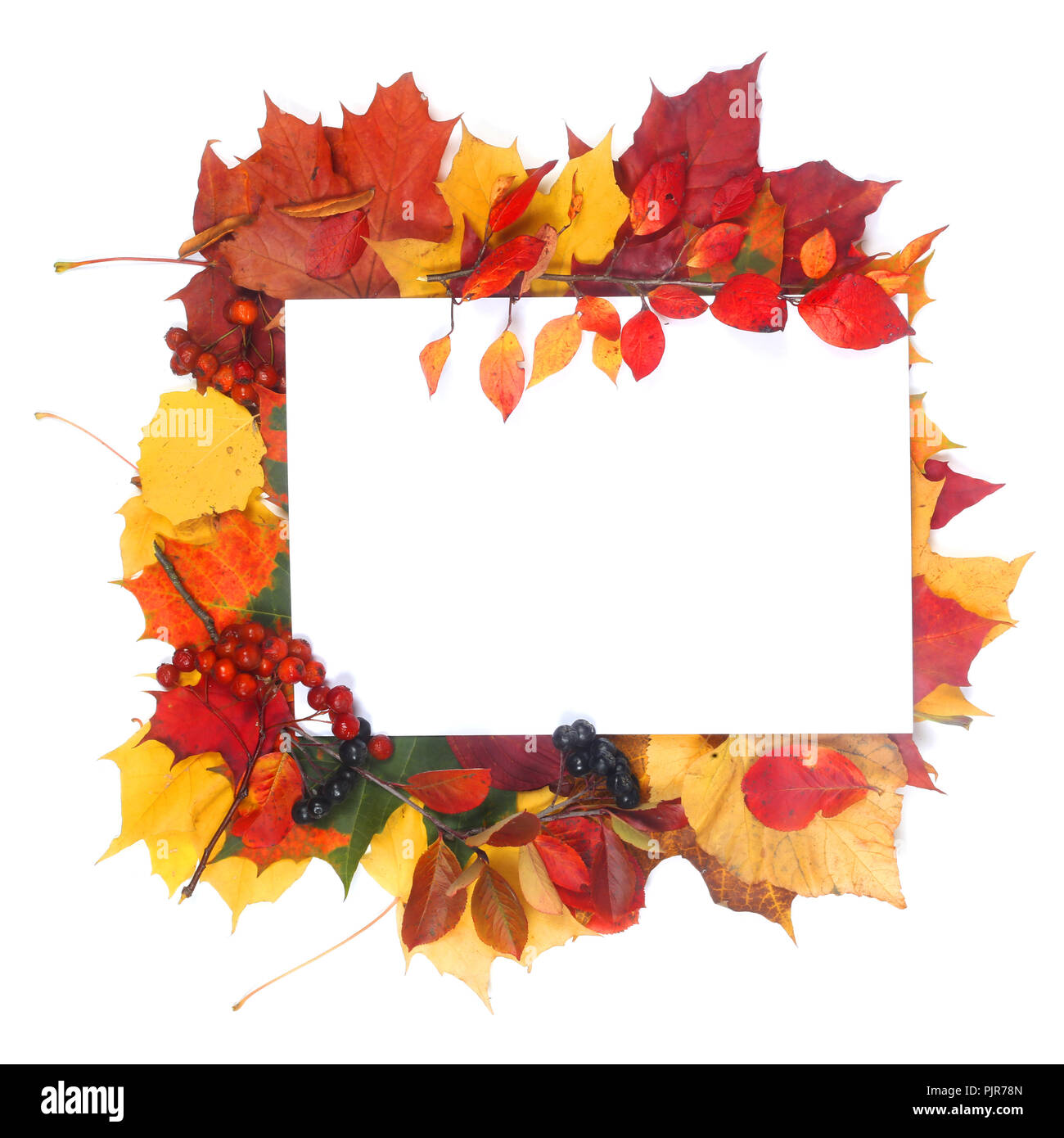 Autumn leaves frame with white paper isolated on white background Stock ...