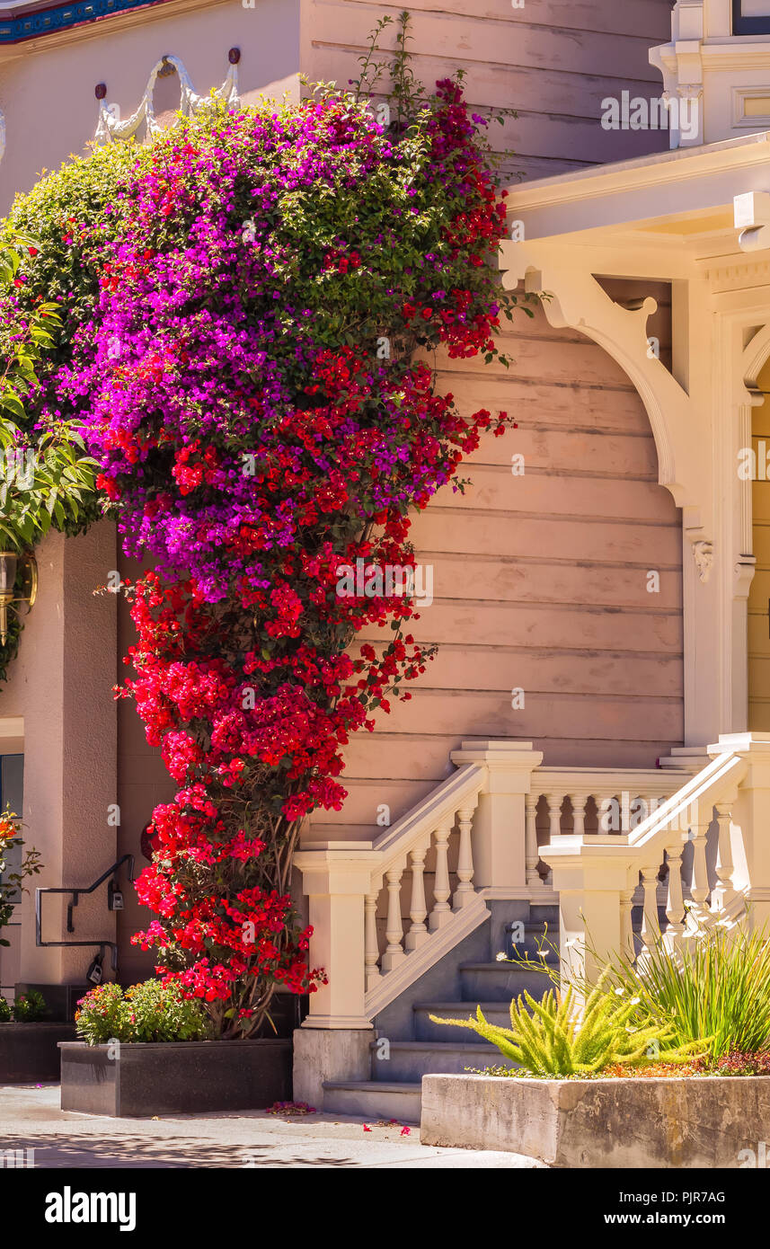 Exterior structure and curb appeal with blooming red and pink bougainvillea  for a San Francisco home, California, United States Stock Photo - Alamy