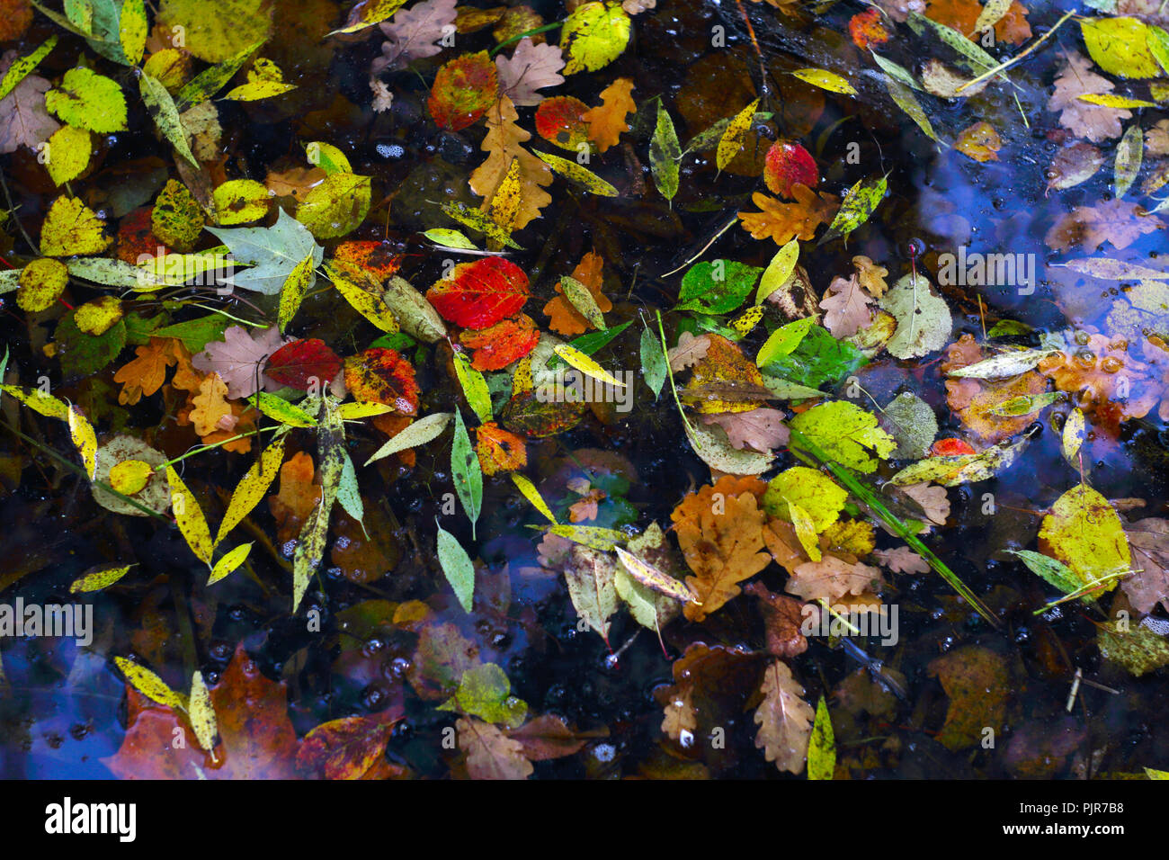 Colorful autumn leaves floating on the water Stock Photo - Alamy