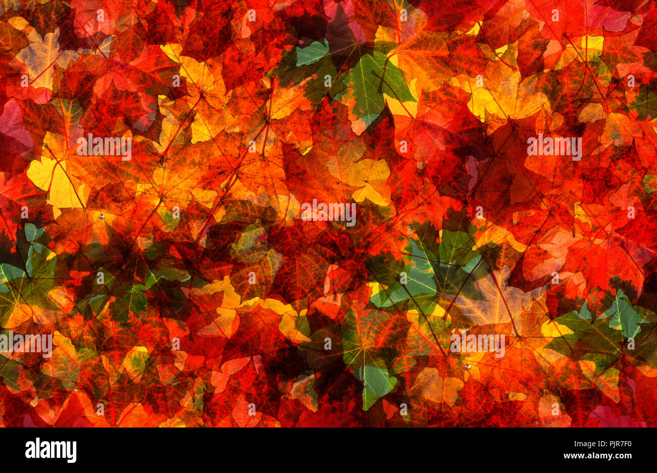 Beautiful colorful autumn leaves seamless background Stock Photo - Alamy